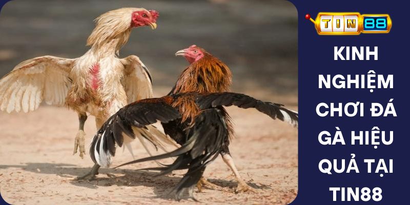 Kinh Nghiệm Chơi Đá Gà Hiệu Quả Tại Tin88